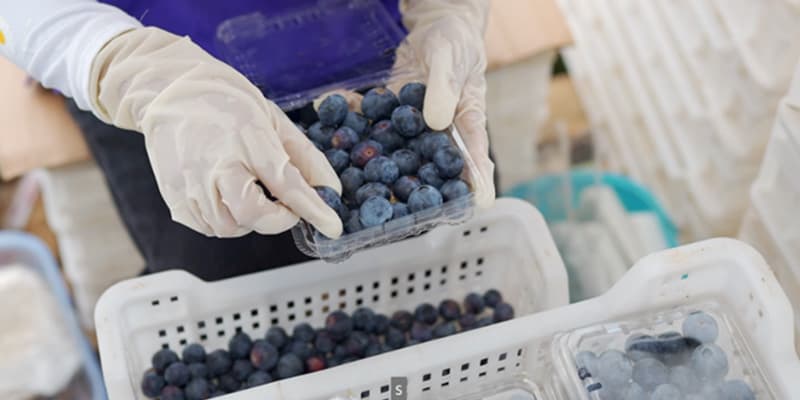 images/1711352592742manual sorting blueberry.jpg